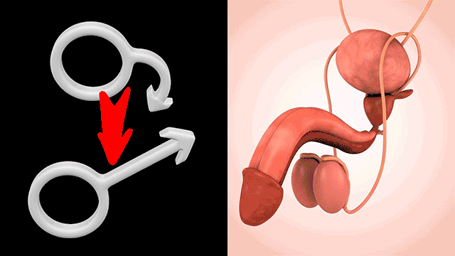 Animated symbolic illustration of male sexual function and anatomy
